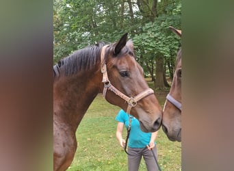 Trakehner, Stallion, 15 years