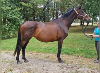Trakehner, Stallion, 15 years
