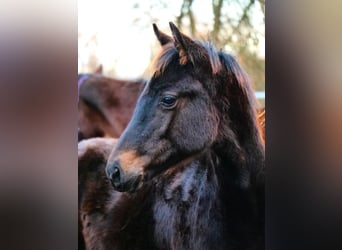 Trakehner, Stallion, 1 year, 15,2 hh, Bay-Dark