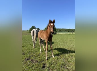 Trakehner, Stallion, 1 year, 15.3 hh, Brown