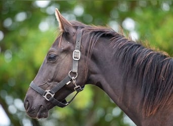 Trakehner, Stallion, 1 year, 16.1 hh, Black