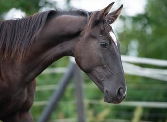Trakehner, Stallion, 1 year, 16.1 hh, Black