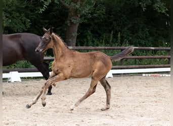 Trakehner, Stallion, 1 year, 16.1 hh, Black