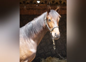 Trakehner, Stallion, 1 year, 16.1 hh, Brown