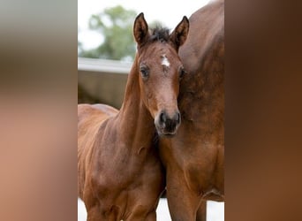 Trakehner, Stallion, 1 year, 16.1 hh, Brown