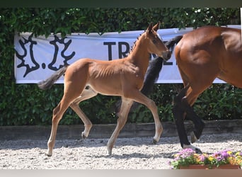Trakehner, Stallion, 1 year, 16.1 hh, Brown-Light