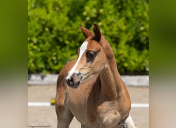 Trakehner, Stallion, 1 year, 16.1 hh, Chestnut