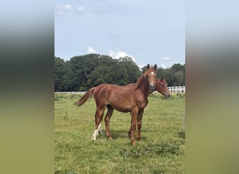 Trakehner, Stallion, 1 year, 16.1 hh, Chestnut-Red