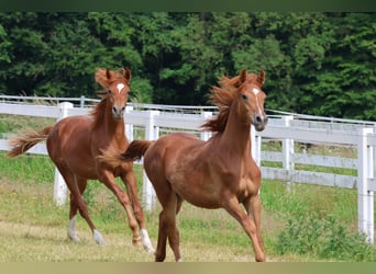 Trakehner, Stallion, 1 year, 16.1 hh, Chestnut-Red