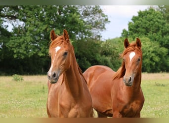 Trakehner, Stallion, 1 year, 16.1 hh, Chestnut-Red