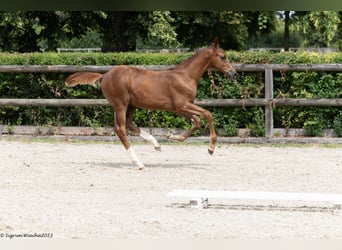 Trakehner, Stallion, 1 year, 16.1 hh, Chestnut-Red