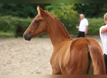 Trakehner, Stallion, 1 year, 16.1 hh, Chestnut-Red