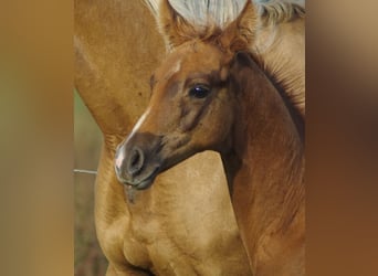 Trakehner, Stallion, 1 year, 16,1 hh, Chestnut-Red