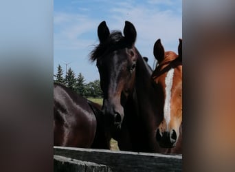Trakehner, Stallion, 1 year, 16.1 hh, Smoky-Black