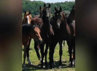 Trakehner, Stallion, 1 year, 16.1 hh, Smoky-Black