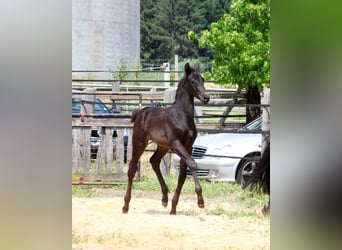 Trakehner, Stallion, 1 year, 16.1 hh, Smoky-Black