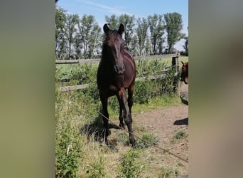 Trakehner, Stallion, 1 year, 16.1 hh, Smoky-Black
