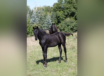 Trakehner, Stallion, 1 year, 16.1 hh, Smoky-Black