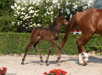 Trakehner, Stallion, 1 year, 16.2 hh, Bay-Dark