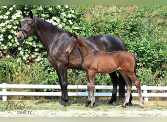 Trakehner, Stallion, 1 year, 16.2 hh, Bay-Dark