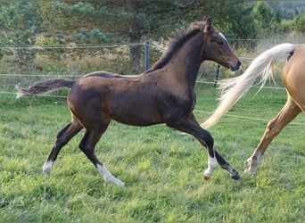 Trakehner, Stallion, 1 year, 16,2 hh, Bay-Dark