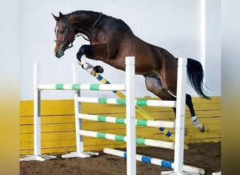 Trakehner, Stallion, 1 year, 16,2 hh, Bay-Dark