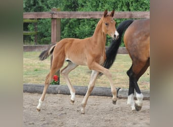 Trakehner, Stallion, 1 year, 16.2 hh, Brown