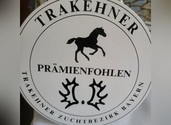 Trakehner, Stallion, 1 year, 16.2 hh, Brown