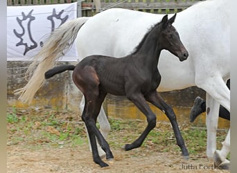 Trakehner, Stallion, 1 year, 16.2 hh, Can be white