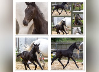 Trakehner, Stallion, 1 year, 16.2 hh, Can be white