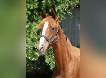 Trakehner, Stallion, 1 year, 16.2 hh, Chestnut-Red