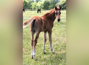 Trakehner, Stallion, 1 year, 16.2 hh, Chestnut-Red