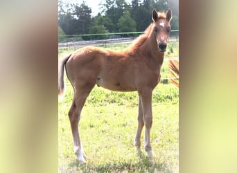 Trakehner, Stallion, 1 year, 16.2 hh, Chestnut-Red