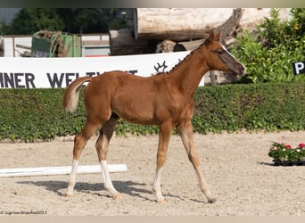Trakehner, Stallion, 1 year, 16.2 hh, Chestnut