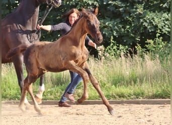 Trakehner, Stallion, 1 year, 16.2 hh, Smoky-Black