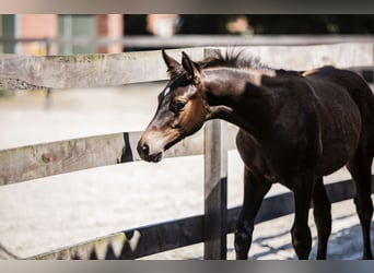 Trakehner, Stallion, 1 year, 16.2 hh, Smoky-Black