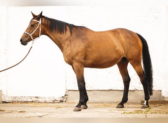 Trakehner, Stallion, 1 year, 16 hh, Brown