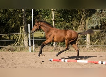Trakehner, Stallion, 1 year, 16 hh, Brown
