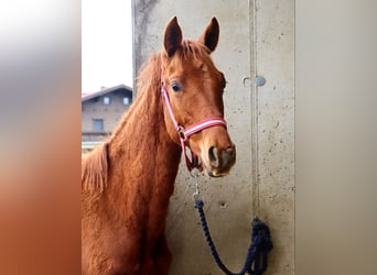 Trakehner, Stallion, 1 year, 16 hh, Chestnut-Red