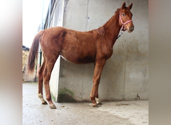 Trakehner, Stallion, 1 year, 16 hh, Chestnut-Red