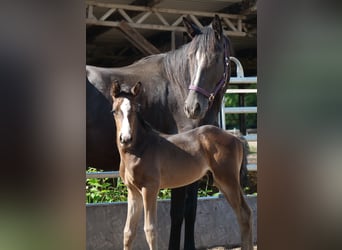 Trakehner, Stallion, 1 year, 16,1 hh, Bay-Dark