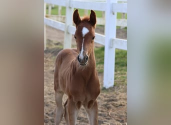 Trakehner, Stallion, 1 year, 16,1 hh, Chestnut-Red