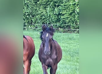 Trakehner, Stallion, 1 year, 16,1 hh, Smoky-Black