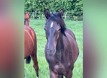 Trakehner, Stallion, 1 year, 16,1 hh, Smoky-Black