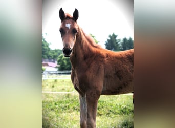 Trakehner, Stallion, 1 year, 16,2 hh, Chestnut-Red