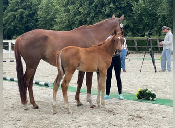 Trakehner, Stallion, 1 year, 16,2 hh, Chestnut-Red