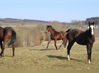 Trakehner, Stallion, 1 year, 17 hh, Bay-Dark