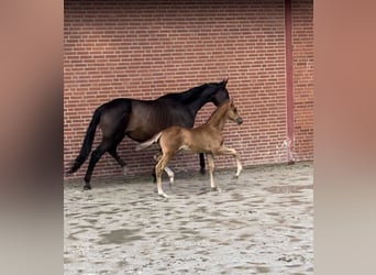 Trakehner, Stallion, 1 year, 17,1 hh, Chestnut-Red