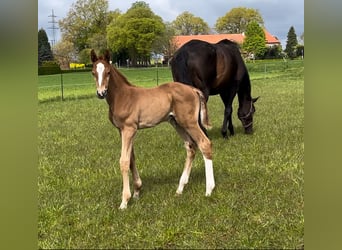 Trakehner, Stallion, 1 year, 17,1 hh, Chestnut-Red