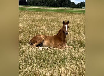 Trakehner, Stallion, 1 year, 17,1 hh, Chestnut-Red